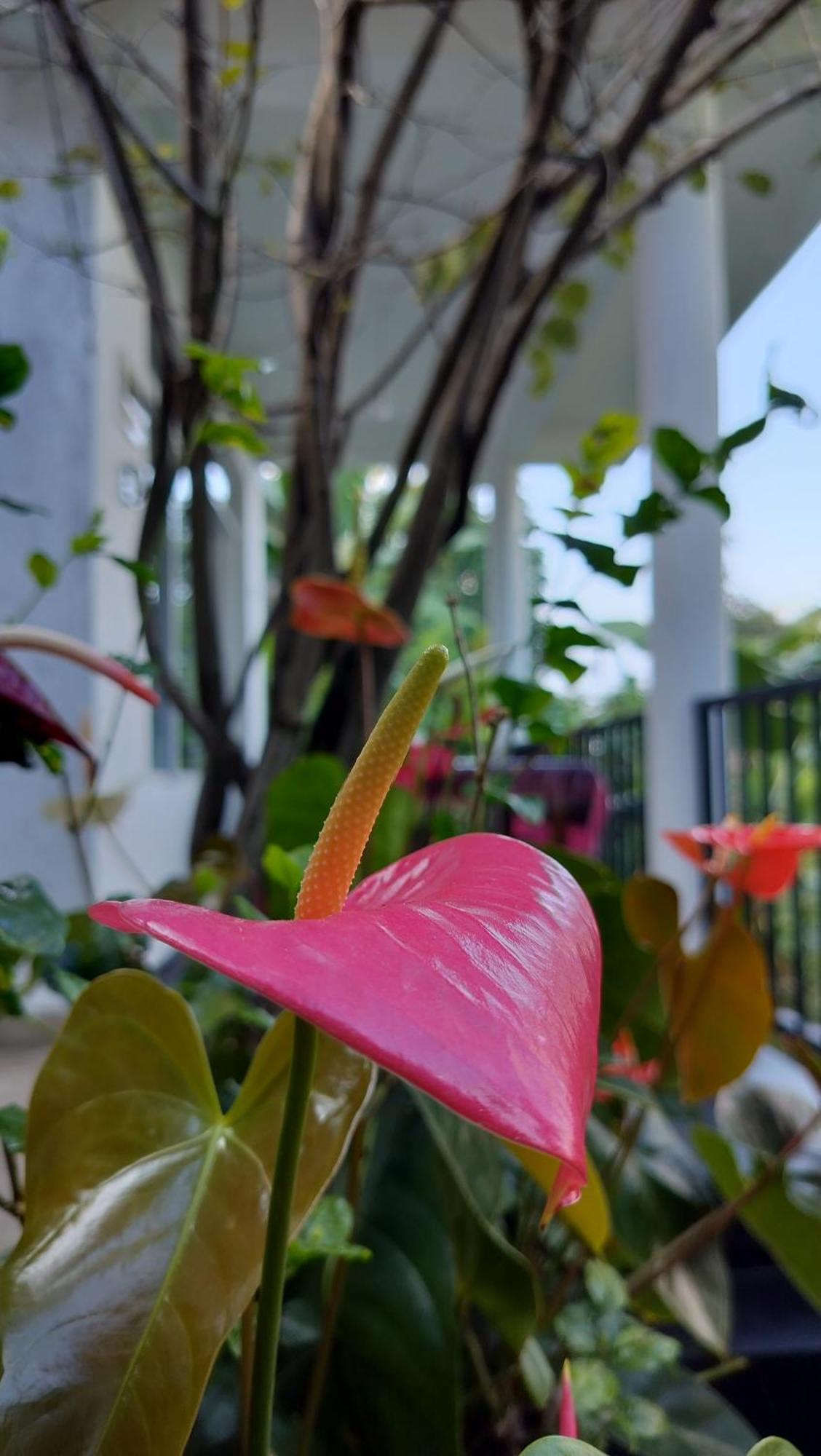 The Bliss Homestay Ella Buitenkant foto